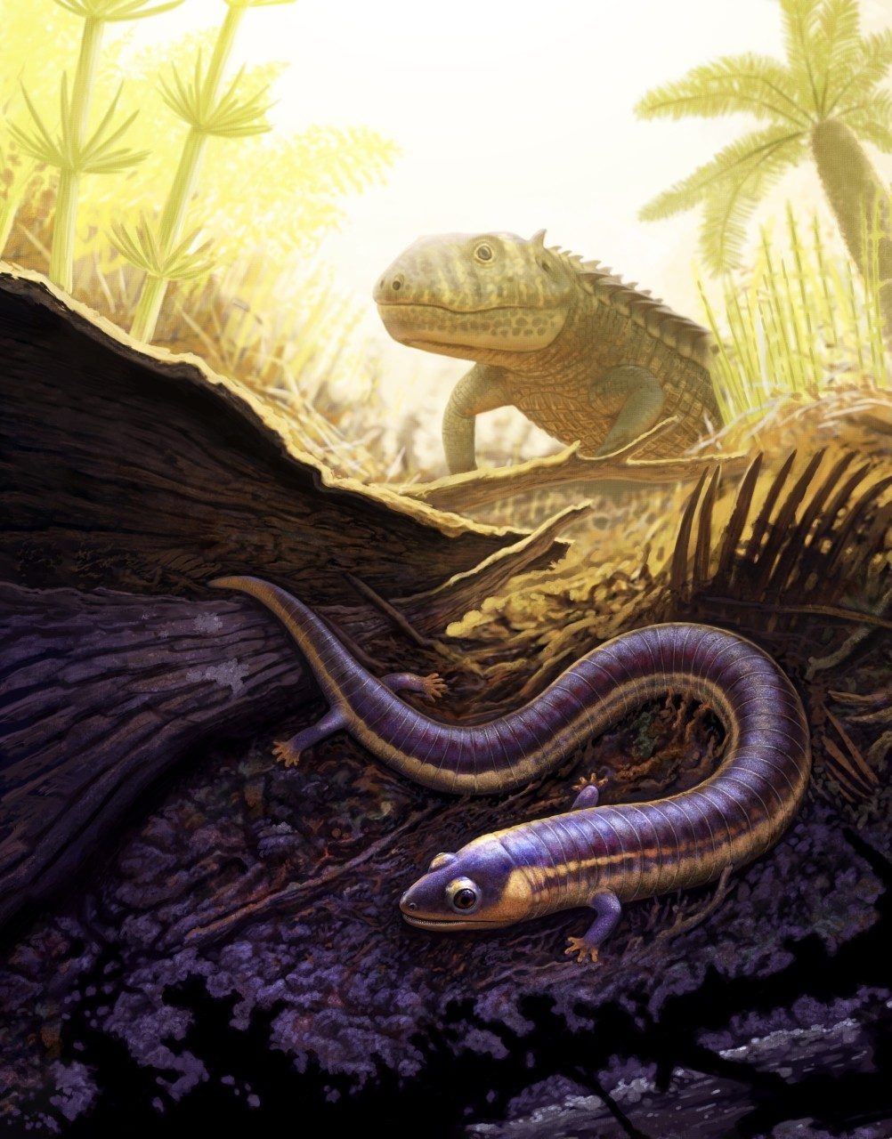 New geosciences study shows Triassic fossils that reveal origins of living amphibians
