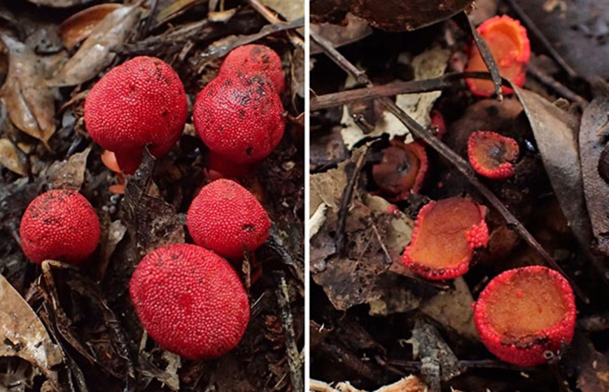 Endangered Amami rabbit disperses seeds for non-photosynthetic plant