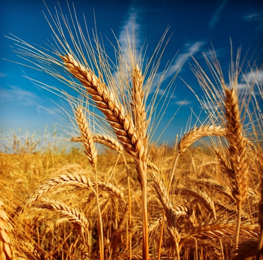 Evolution of wheat spikes since the Neolithic revolution