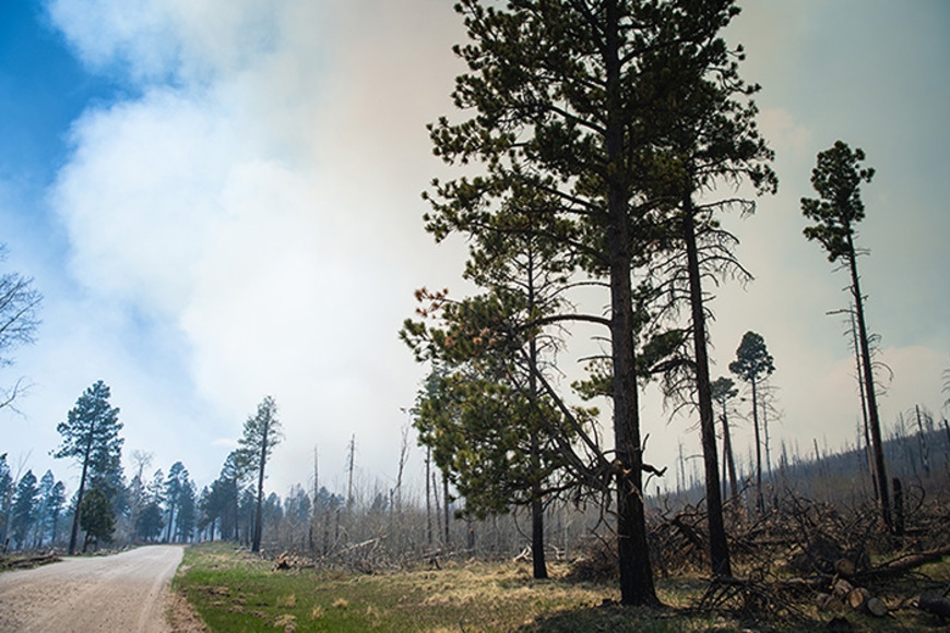 Understanding plants can boost wildland-fire modeling in uncertain future