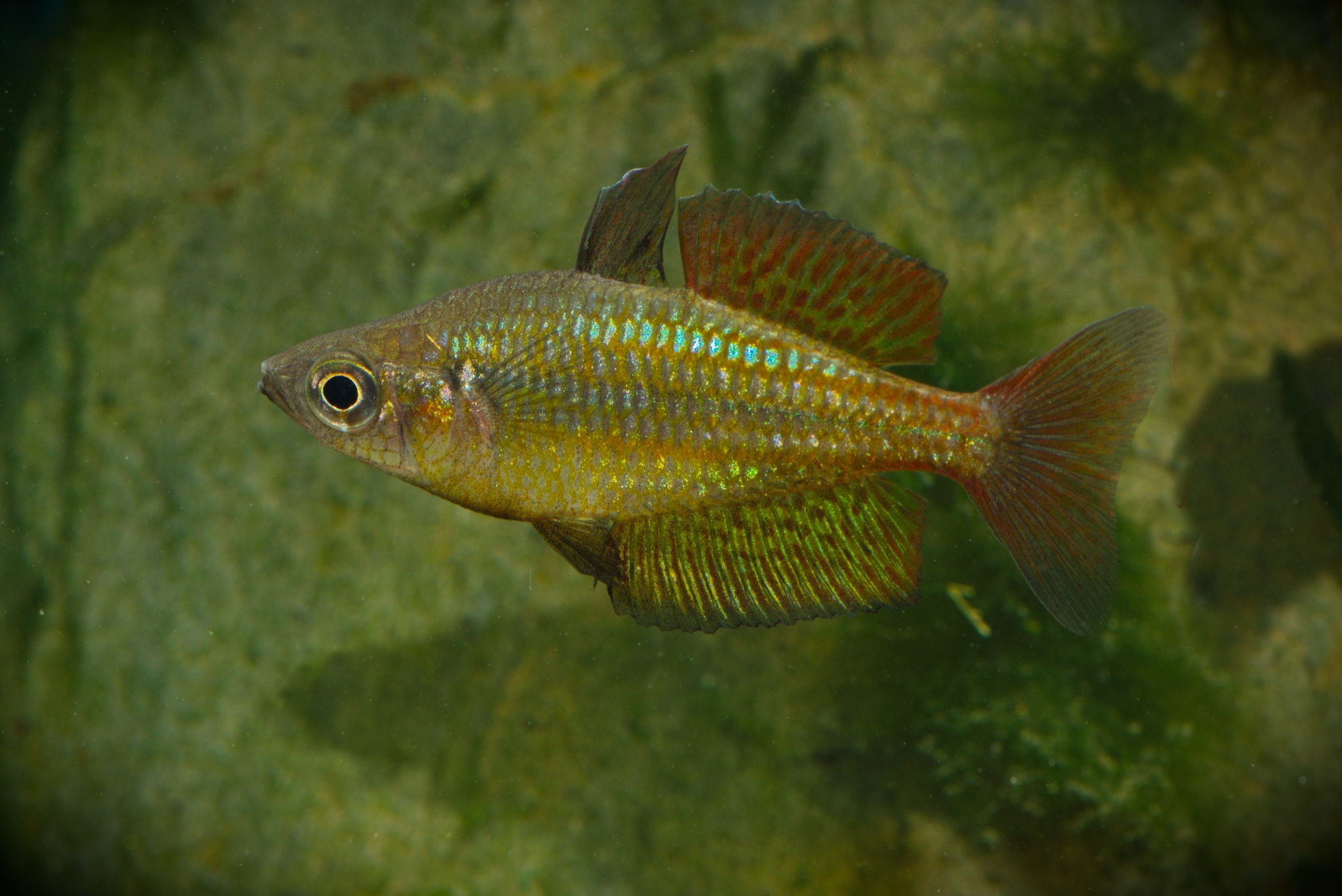 Mixing between species reduces vulnerability to climate change