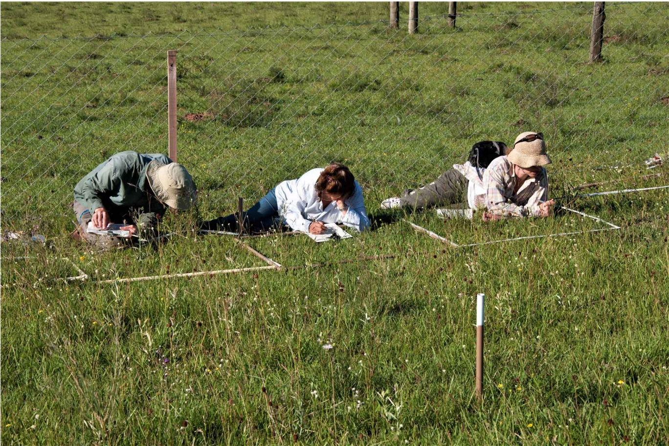 How does biodiversity change globally? Detecting accurate trends may be currently unfeasible