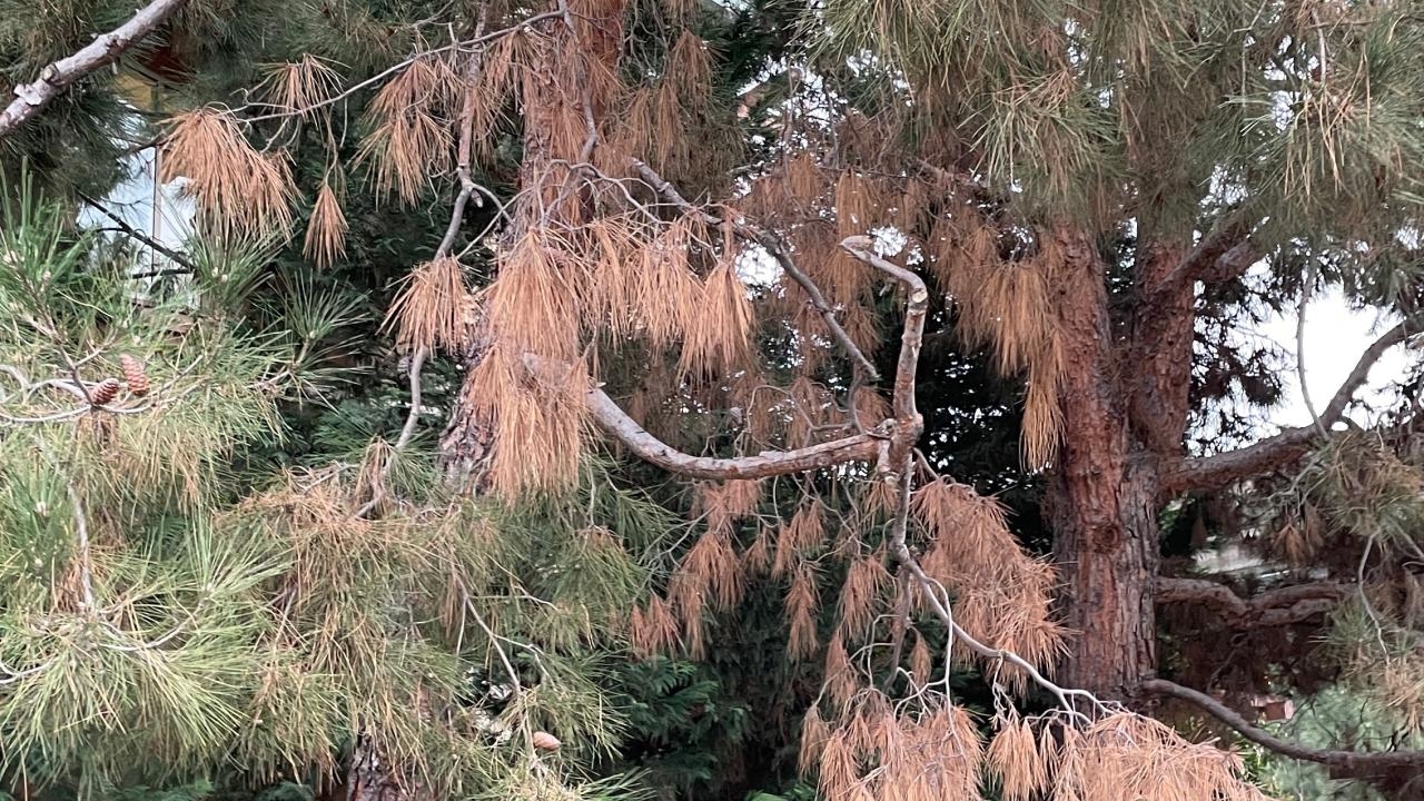 Fungi that Causes Pine Ghost Canker Detected in S. California Trees