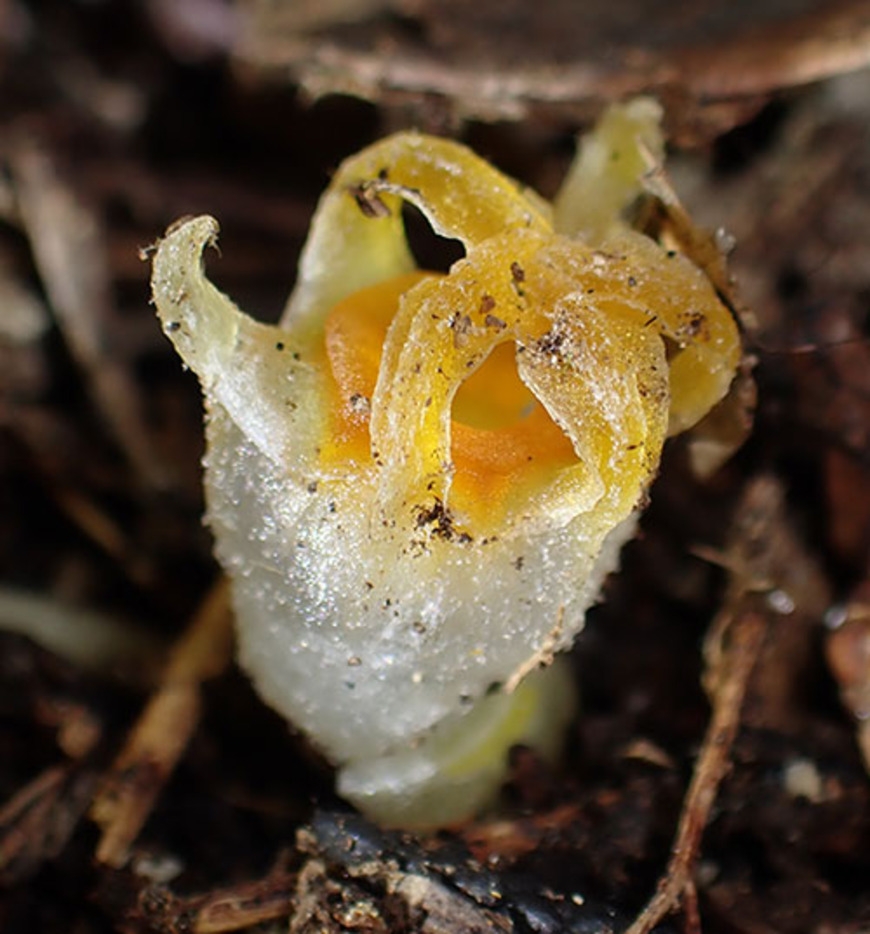 The rediscovery of an ethereal fairy lantern brightly illuminates their mysterious past