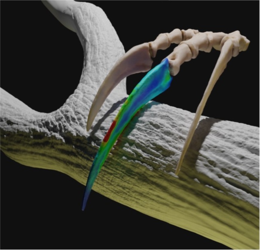 Dinosaur claws used for digging and display