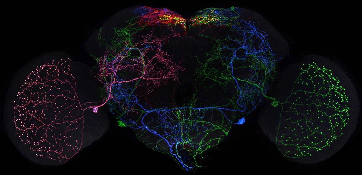  Janelia releases 74,000 fruit fly brain images