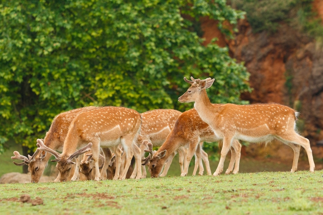 Deer protected from deadly disease by newly discovered genetic differences