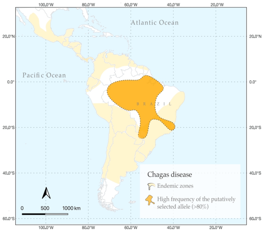 Genetic adaptations help Amazonian populations resist Chagas infection