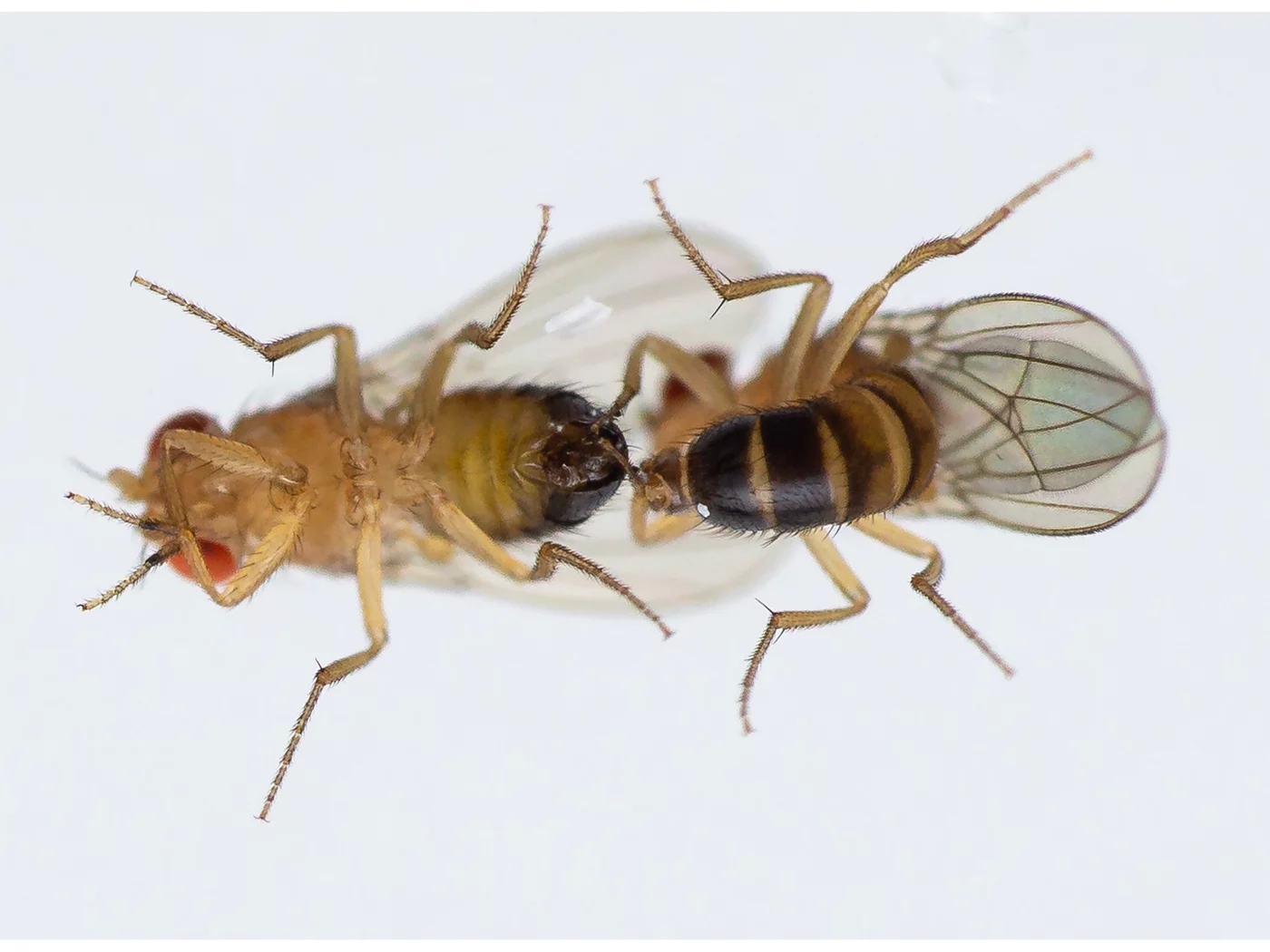 Air pollution impairs successful mating of flies