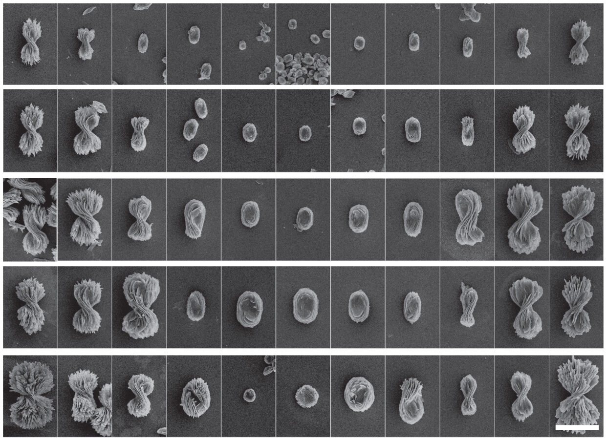 For the first time, controlling the degree of twist in nanostructured particles