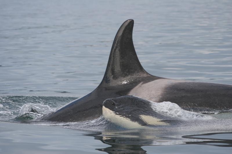 Inbreeding Contributes to Decline of Endangered Killer Whales