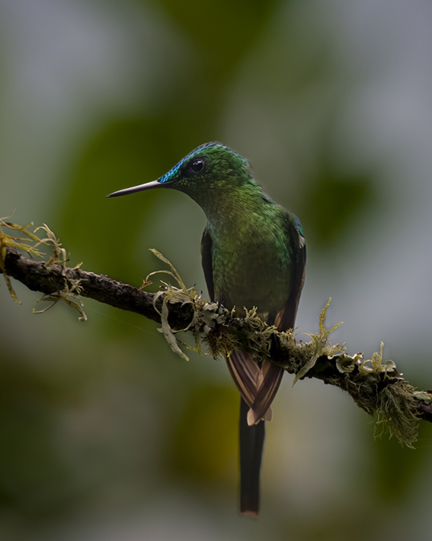 Hummingbirds use torpor in varying ways to survive cold temps