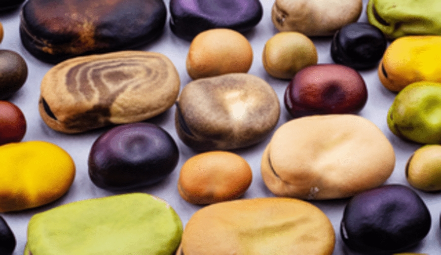 Bean genome sequenced for improved nutrition