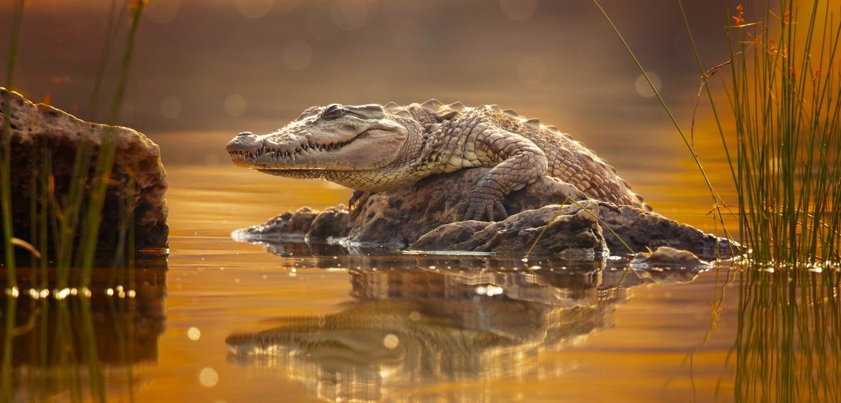 Turtle and crocodile species with unique characteristics are more likely to go extinct