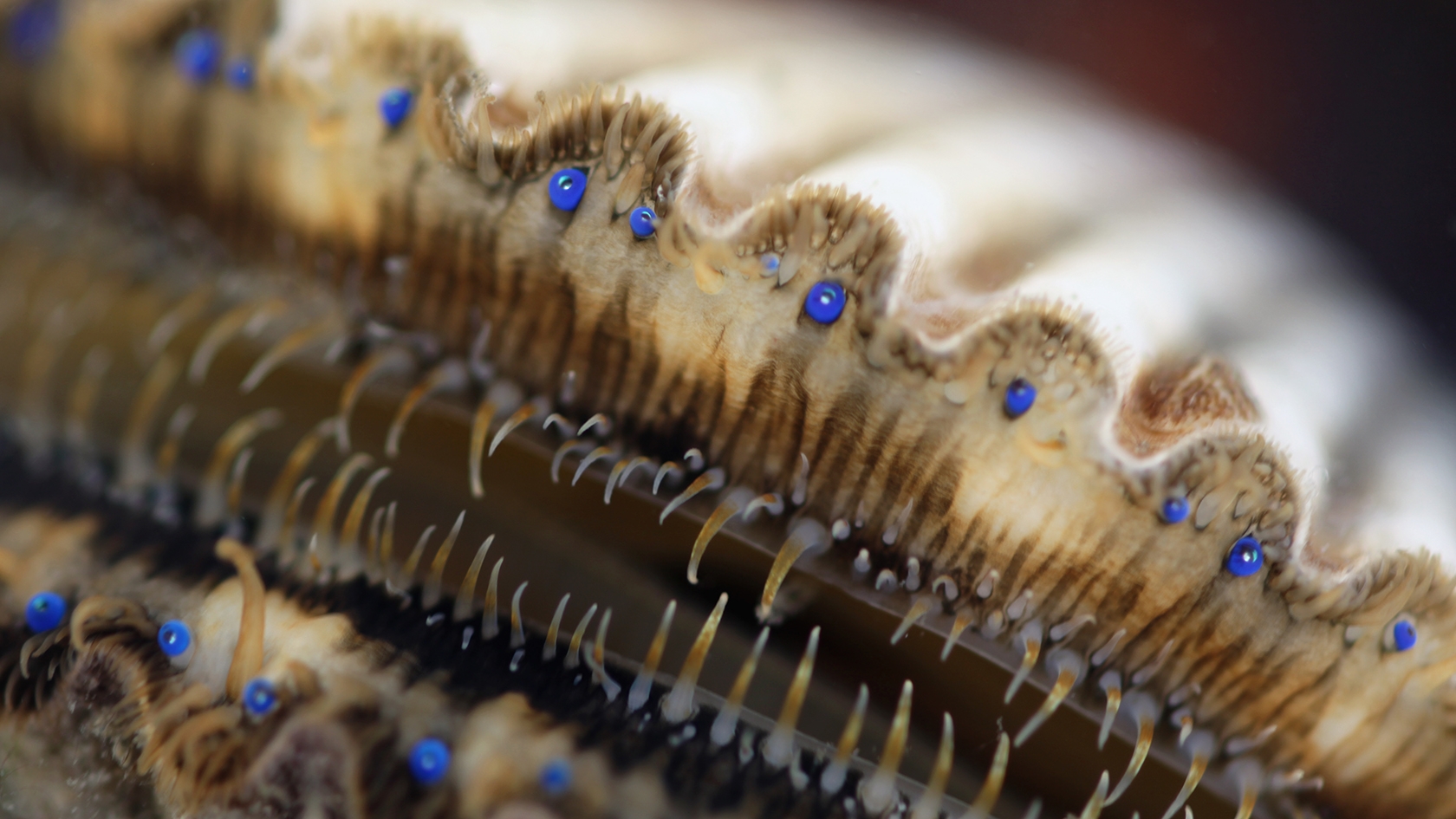 Scallop Eyes as Inspiration for New Microscope Objectives