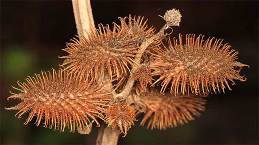 Scientists see anti-aging potential in an invasive weed