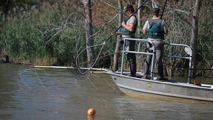 New Tool Shows Progress in Fighting Spread of Invasive Grass Carp in Great Lakes