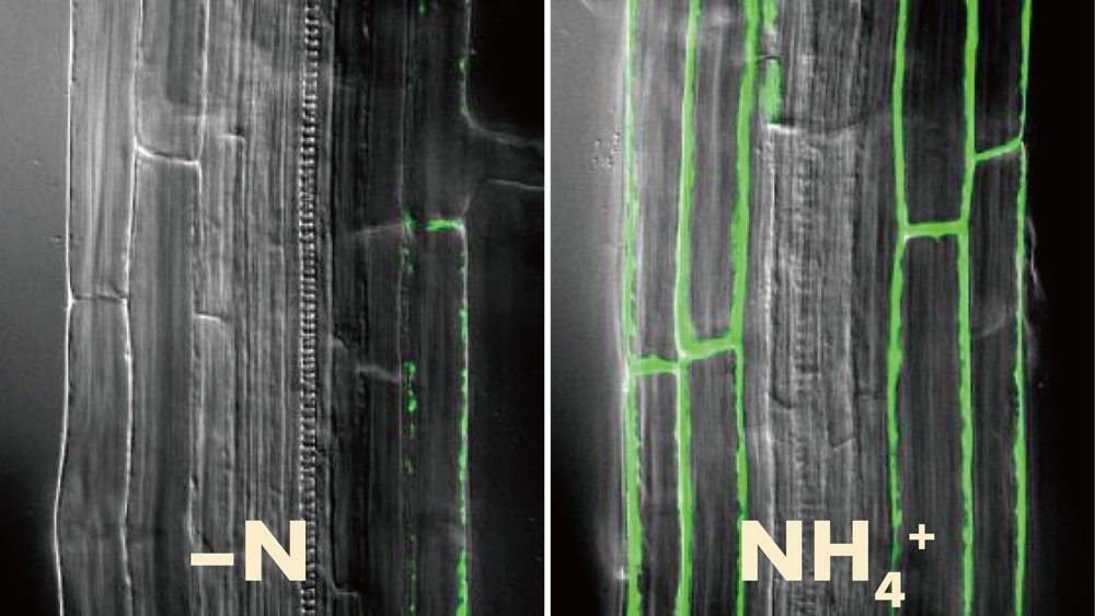 Rooting Out How Plants Control Nitrogen Use