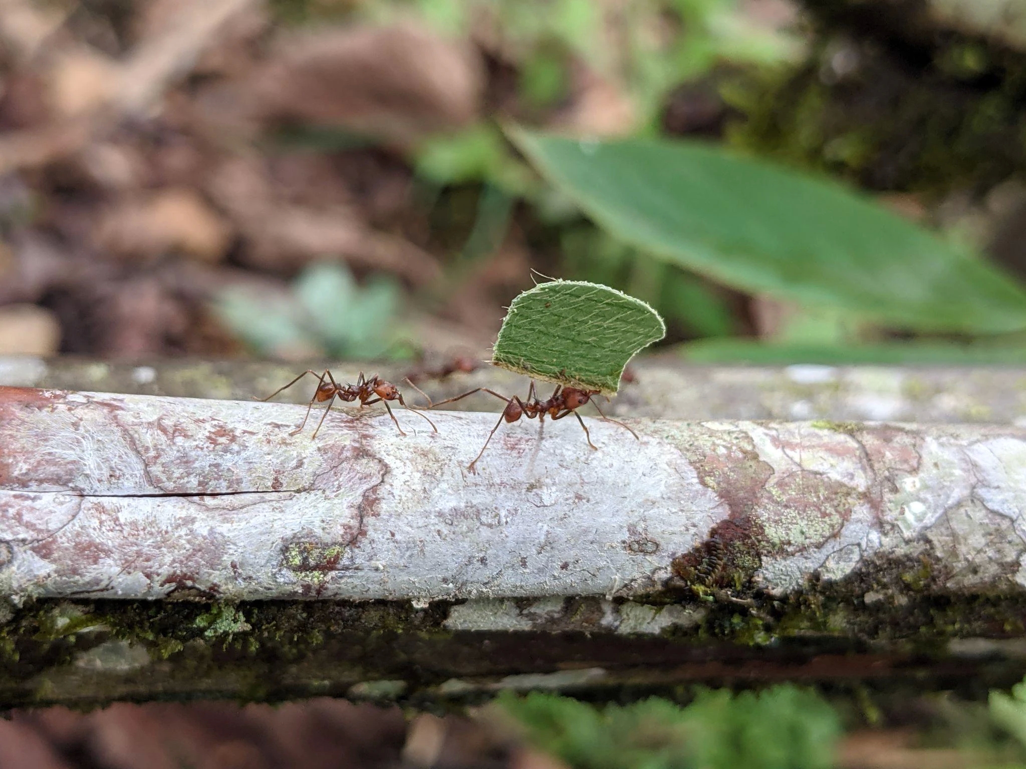 Ants took over the world by following flowering plants out of prehistoric forests