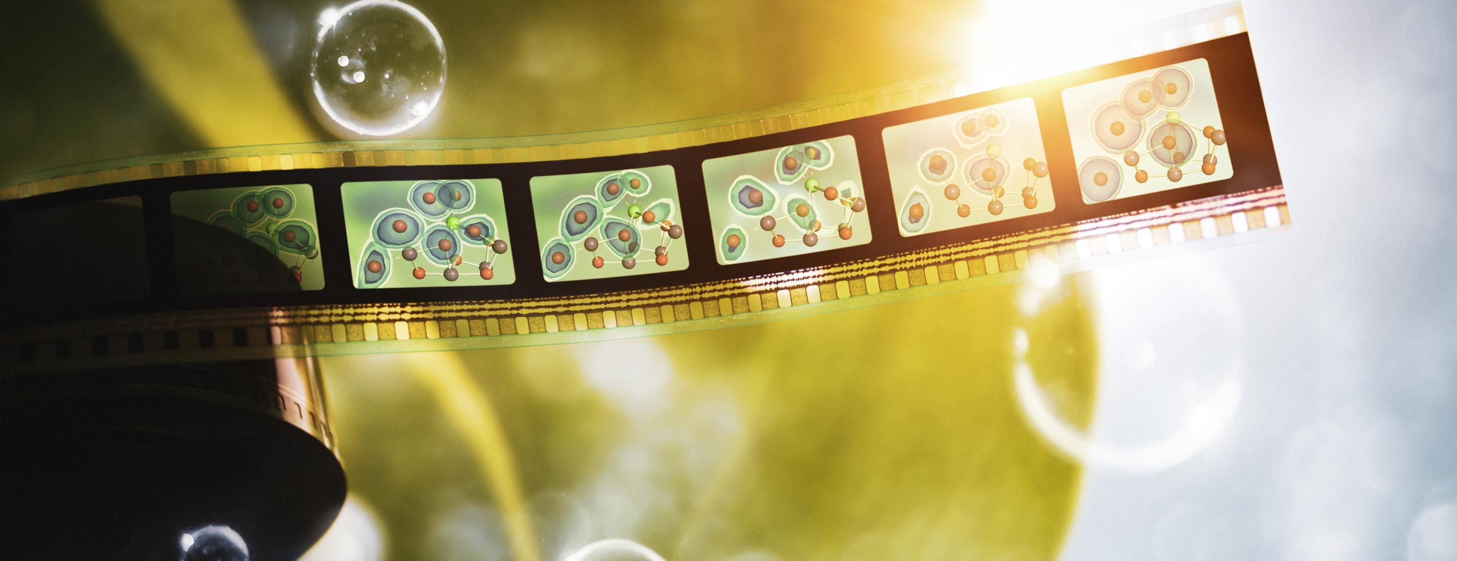 Researchers capture elusive missing step in the final act of photosynthesis