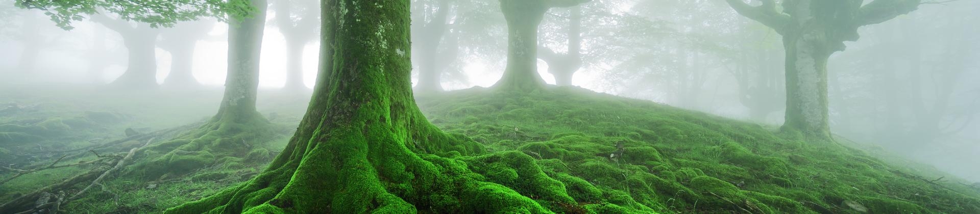 Exploring the underground connections between trees