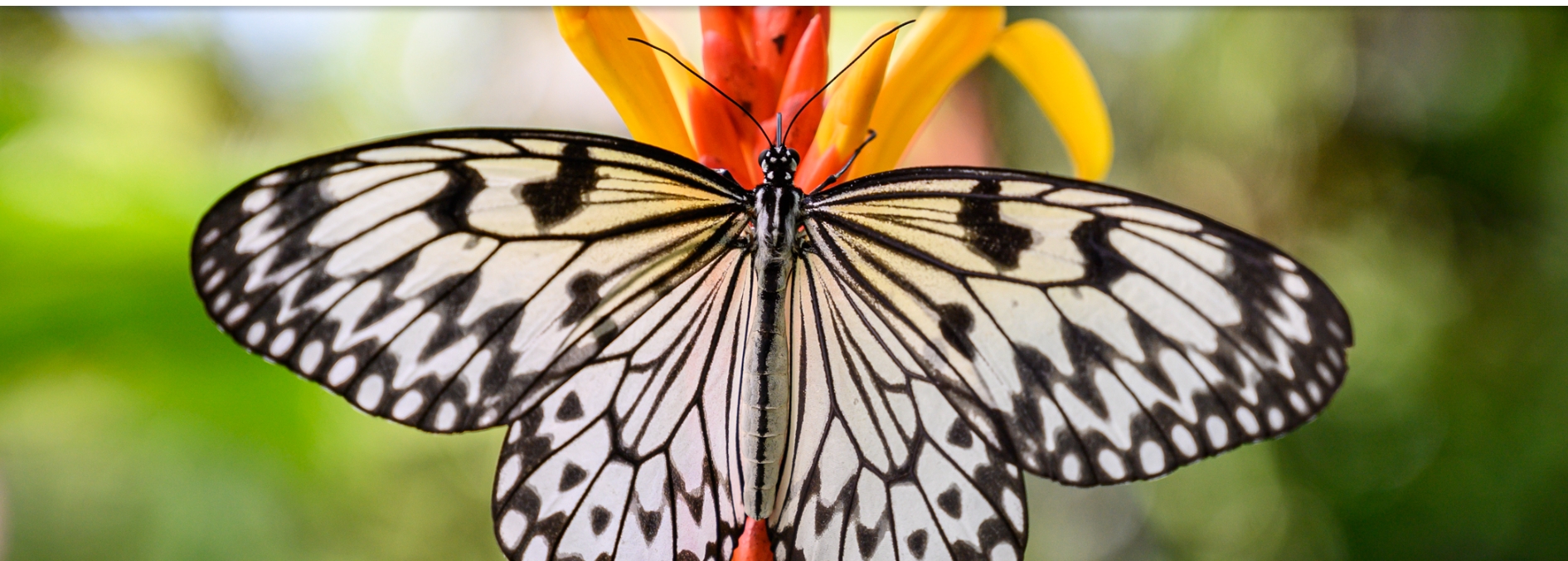 Butterfly tree of life reveals an origin in North America