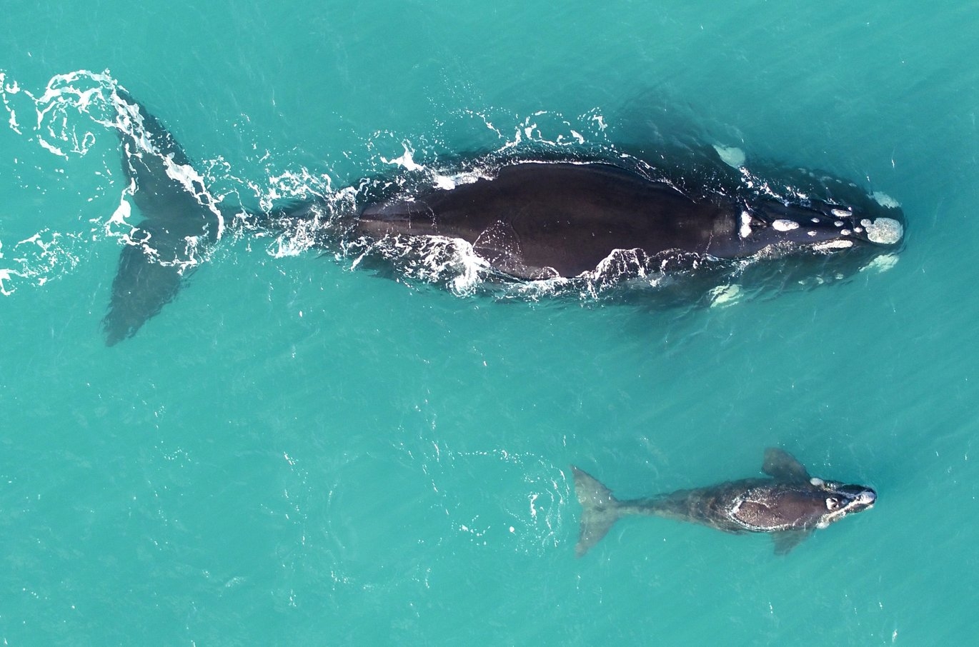 Global warming puts whales in the Southern Ocean on a diet