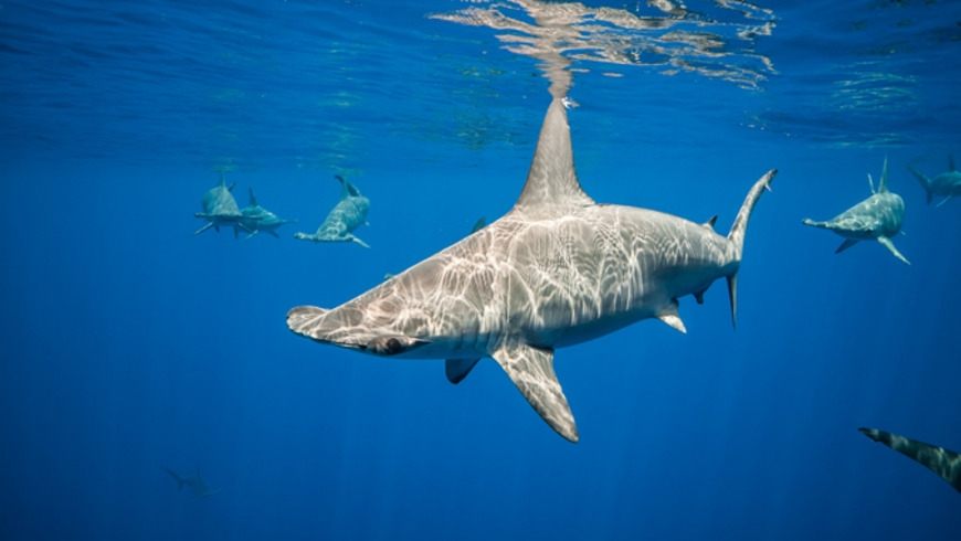 Hammerhead sharks hold their breath on deep water hunts to stay warm
