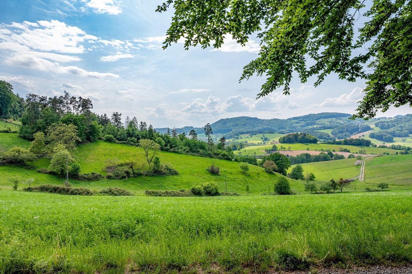 Human ancestors preferred mosaic landscapes and high ecosystem diversity