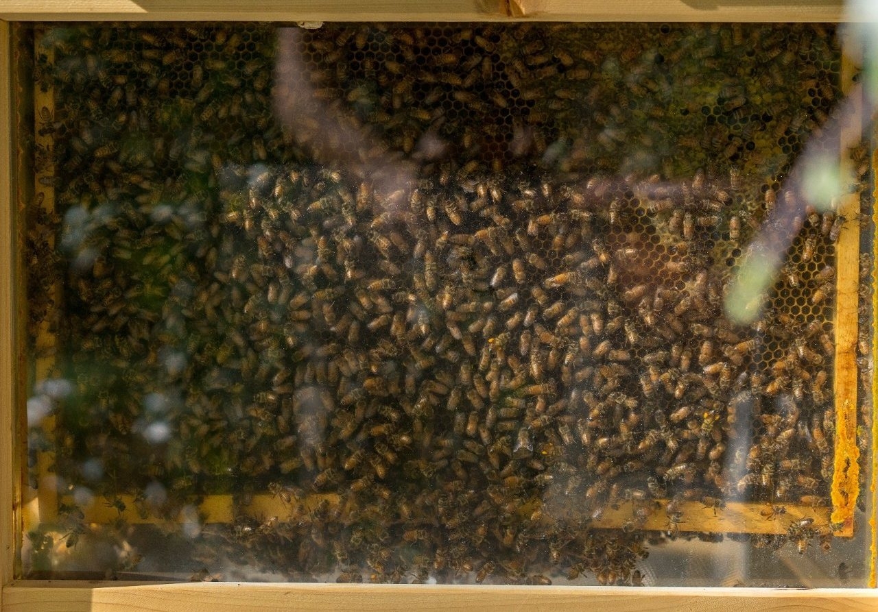 Abundance of urban honeybees adversely impacts wild bee populations, according to new Concordia research