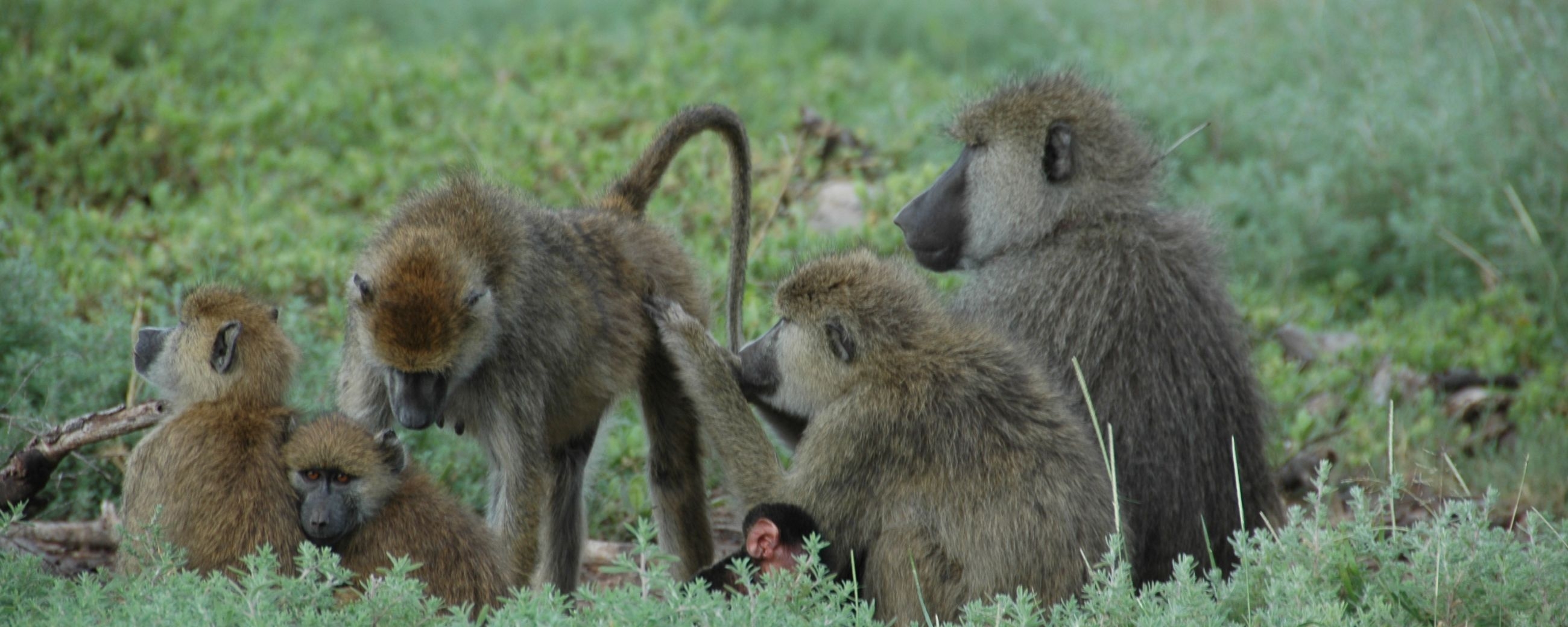 Adult Friendships Can Triumph Over Childhood Trauma, Even in Baboons