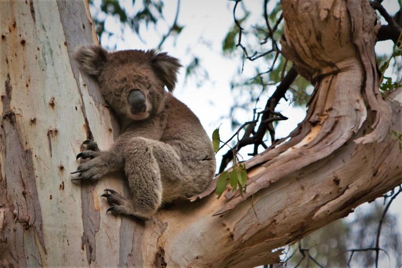 Assessing emotions in wild animals