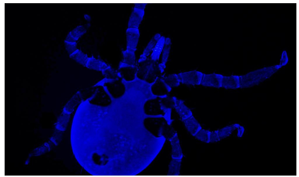 Innovative research paves the way for genetic targets to reduce tick-borne diseases.