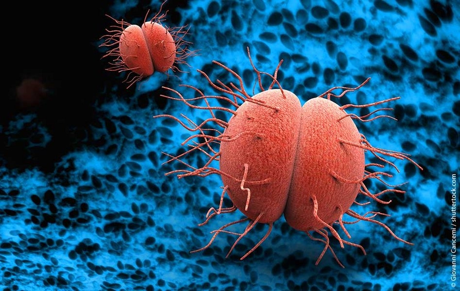 Bacterial Electricity: Membrane Potential Influences Antibiotic Tolerance