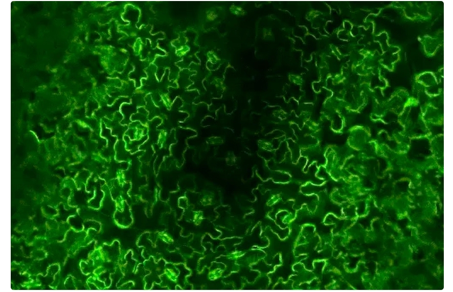 Plants can distinguish when touch starts and stops