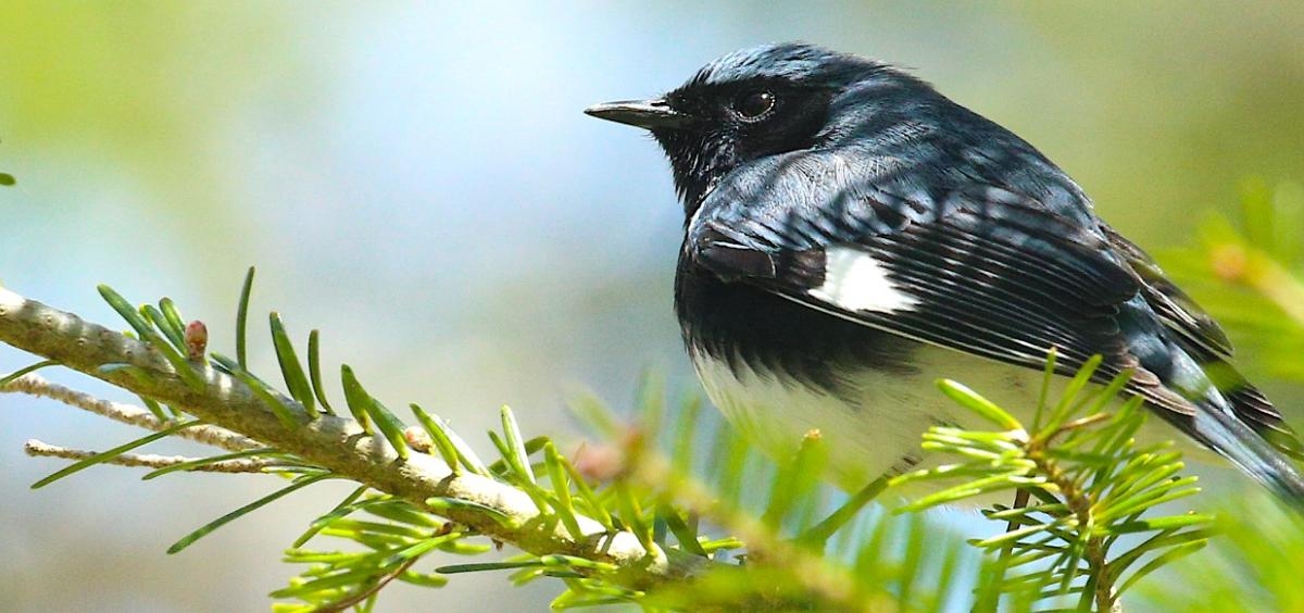 Forest birds with short, round wings more sensitive to habitat fragmentation, OSU study shows