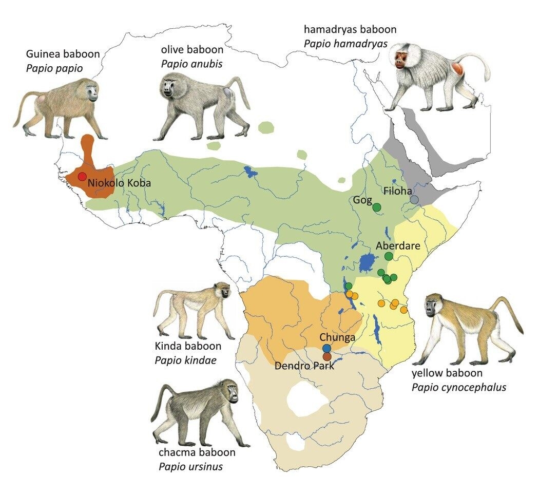 LSU RESEARCHERS SHOW MOBILE ELEMENTS MONKEYING AROUND THE GENOME