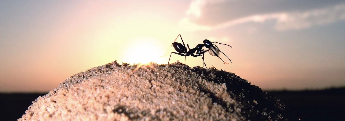 Desert ants increase the visibility of their nest entrances in the absence of landmarks