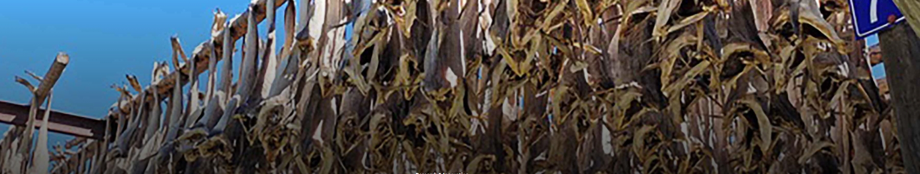 Overfishing Linked to Rapid Evolution of Codfish