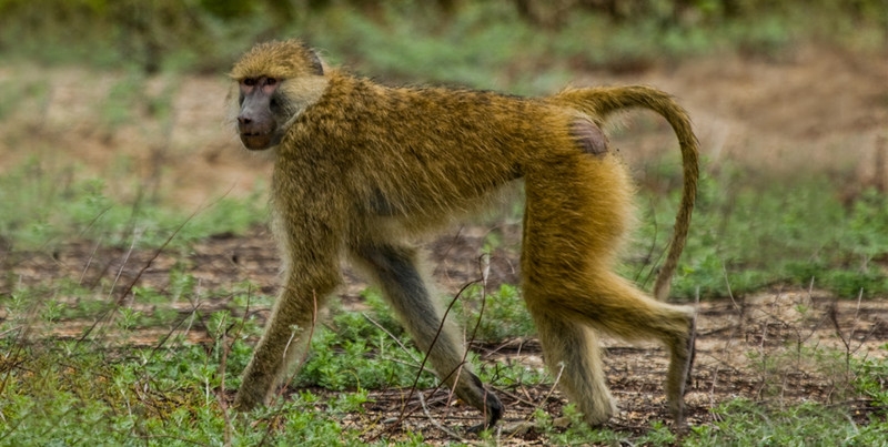 Genomes of 233 primate species sequenced