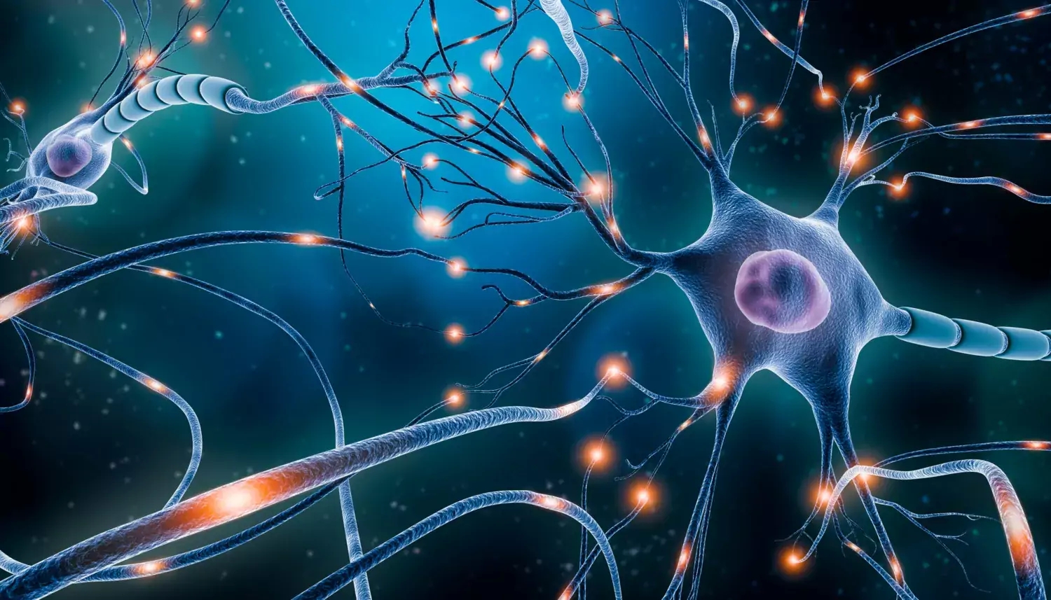 Chronic stress-related neurons identified