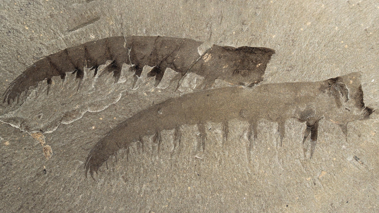 Apex Predator of the Cambrian Likely Sought Soft Over Crunchy Prey