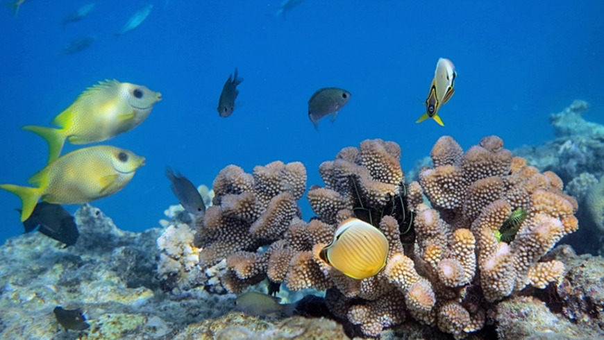 Hedging bets to restore coral reef health