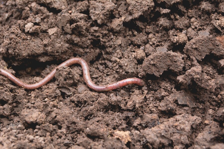 PREYING ON HUNGRY, ANXIOUS WORMS