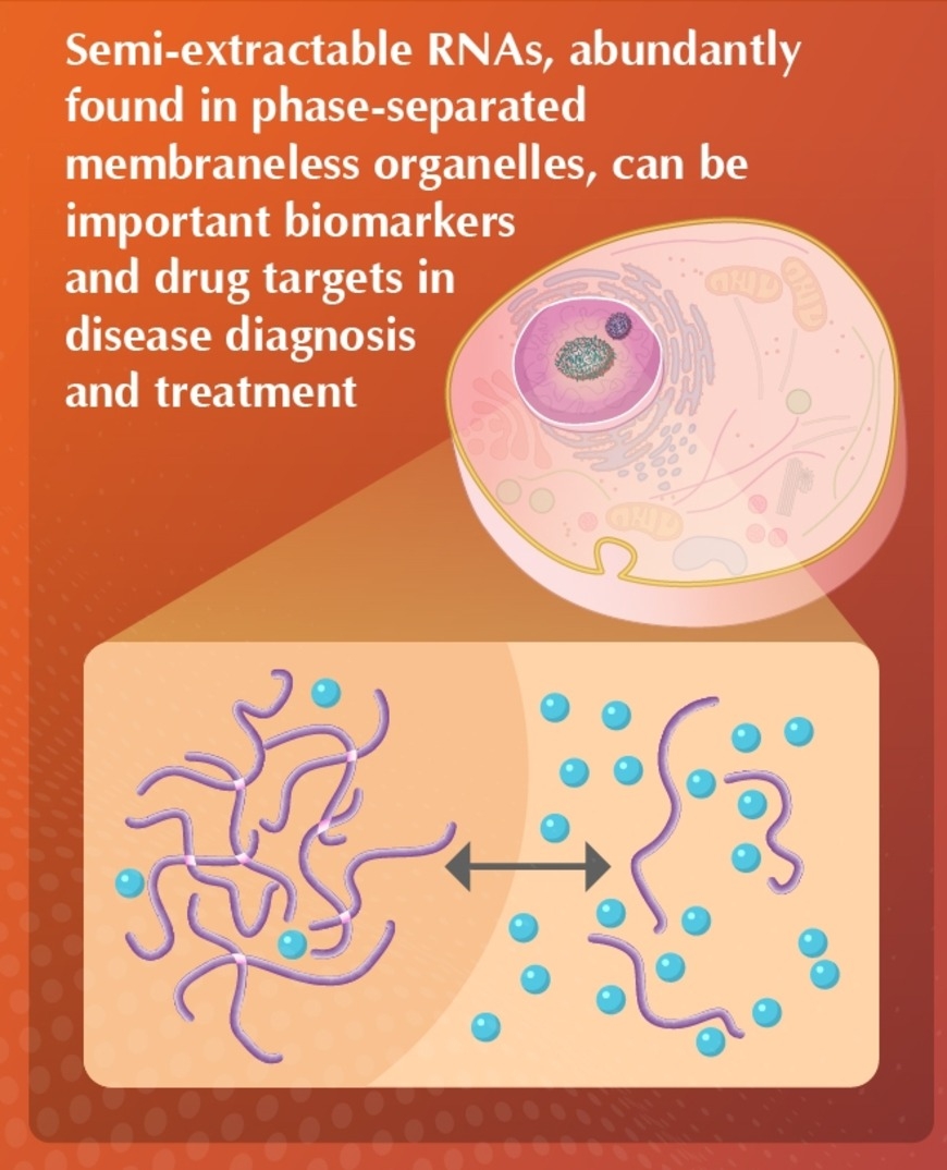 Unraveling the Mystery of Semi-extractable RNAs From Human Cell Lines