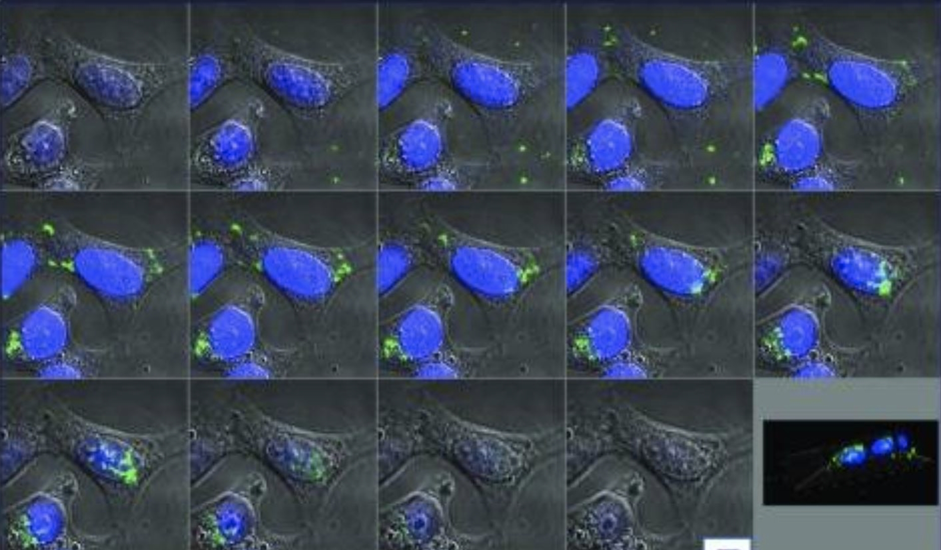 Bacterial Protein Causes Reduced Fertility, Birth Defects