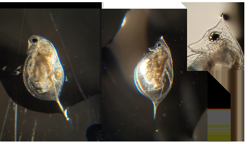 Discovering Daphnia's ability to change phenotype in response to predators