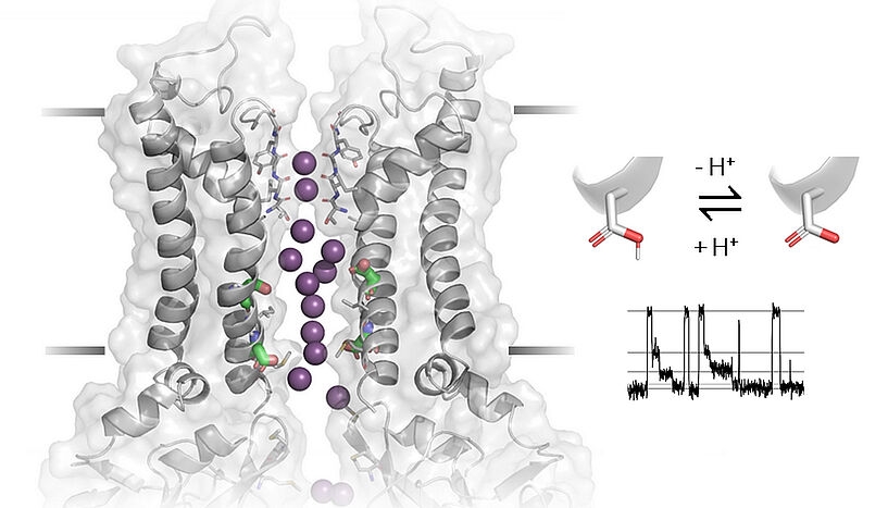 New Study Sheds Light on the gating mechanism of Ion Channels