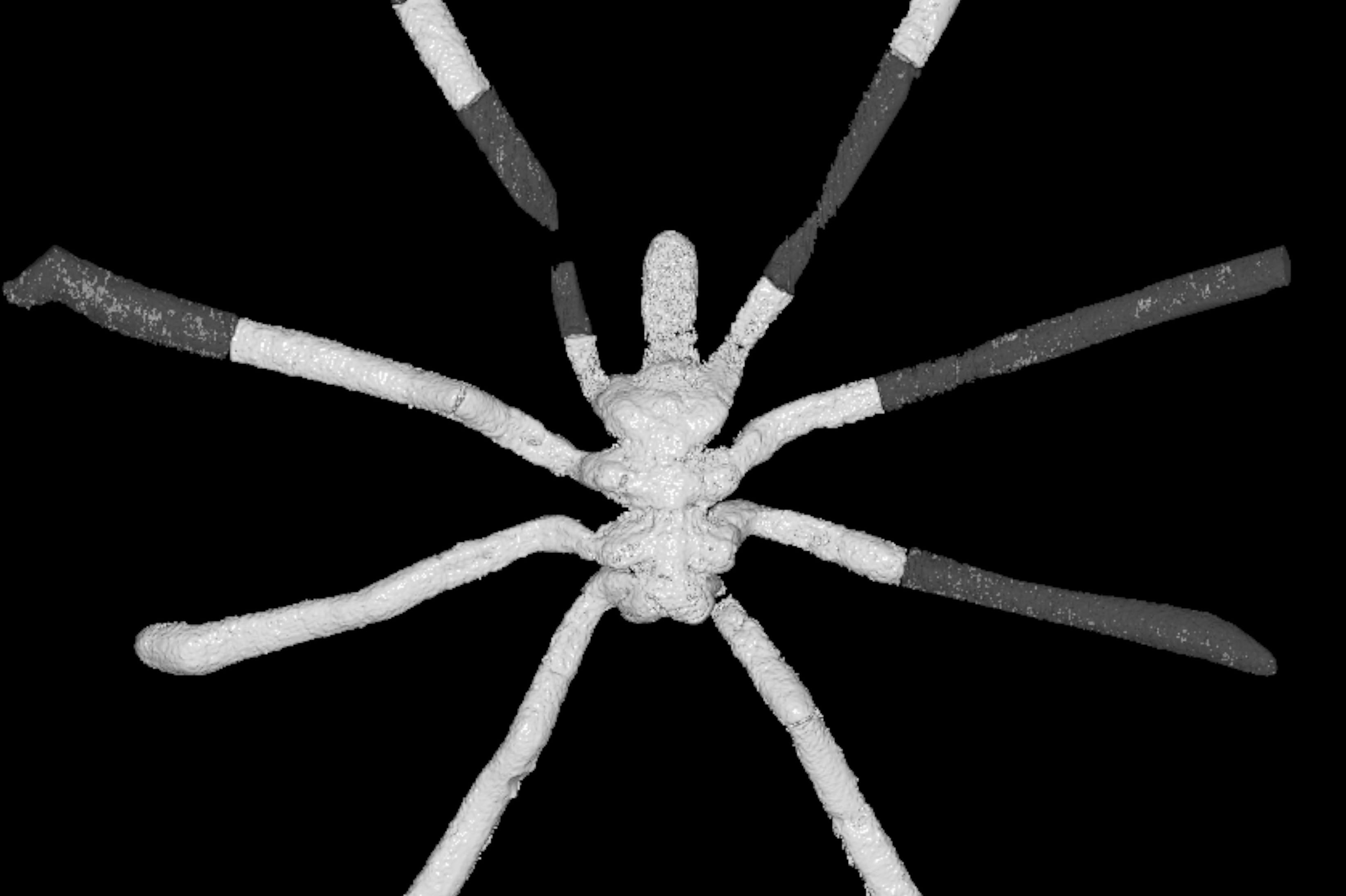 The modern sea spider had started to diversify by the Jurassic, study finds