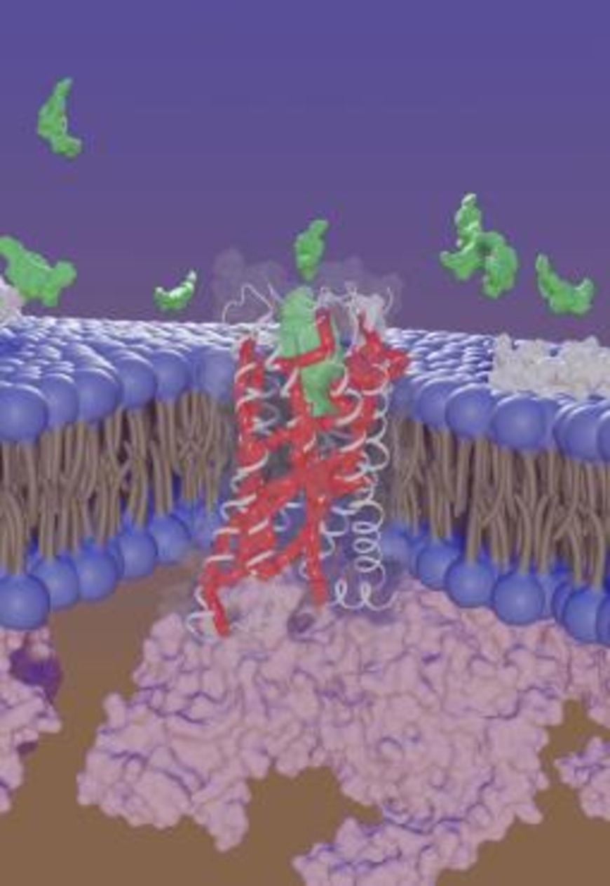 City of Hope scientists uncover new active regions on cell surface receptor, expanding scope for drug targets to treat heart disease